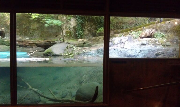 Oregon Zoo sea otter viewing glass after professional polishing