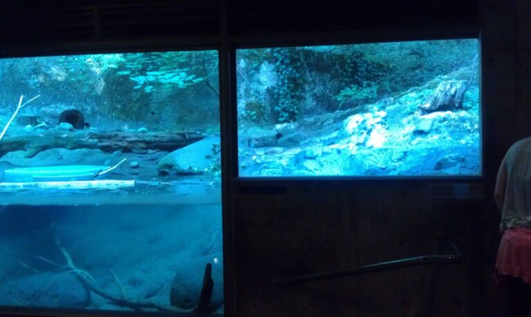 Oregon Zoo sea otter viewing glass before polishing